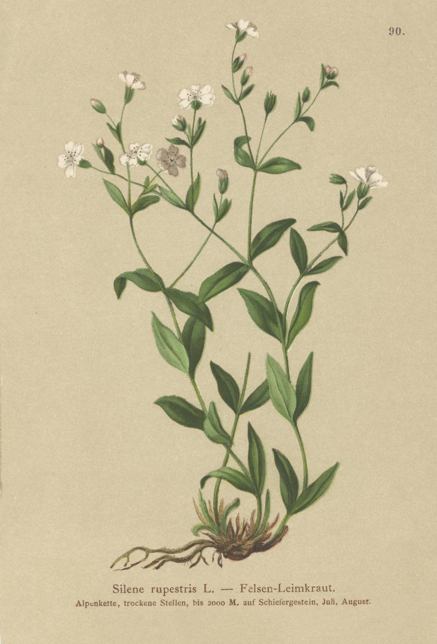 Rock Campion (Silene rupestris) by German School