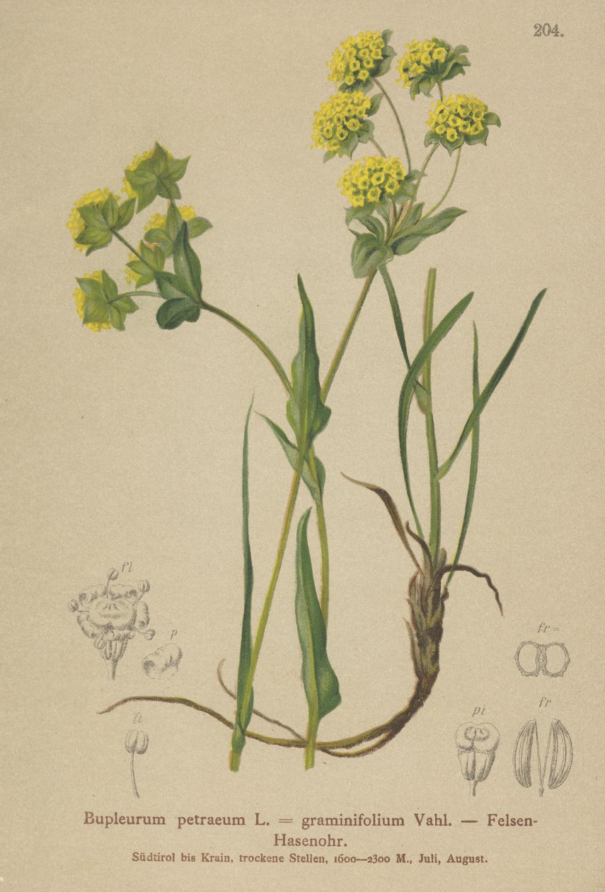 Kaya Tavşanı Kulağı (Bupleurum petraeum, Bupleurum graminifolium) by German School