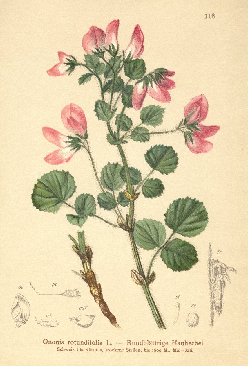 Yuvarlak yapraklı Restharrow (Ononis rotundifolia, Ononis tribracteata) by German School