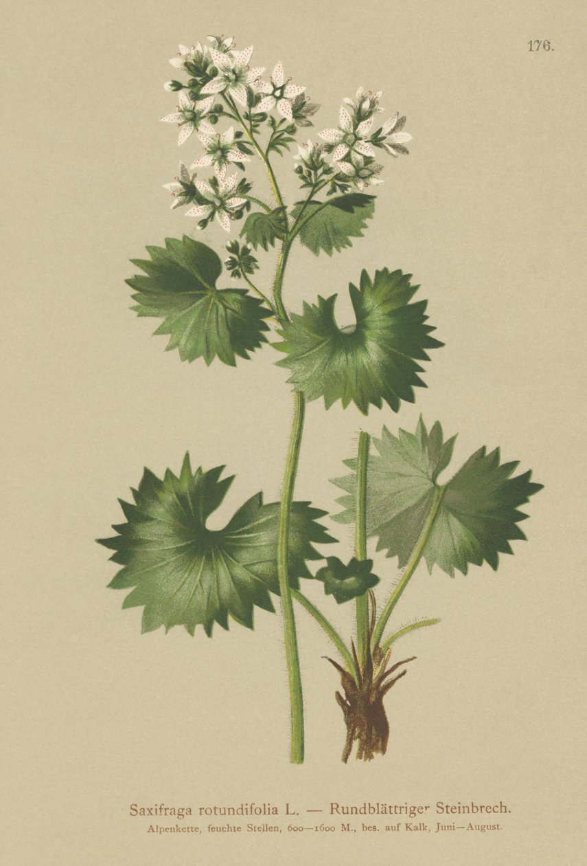 Yuvarlak yapraklı saksafon (Saxifraga rotundifolia) by German School
