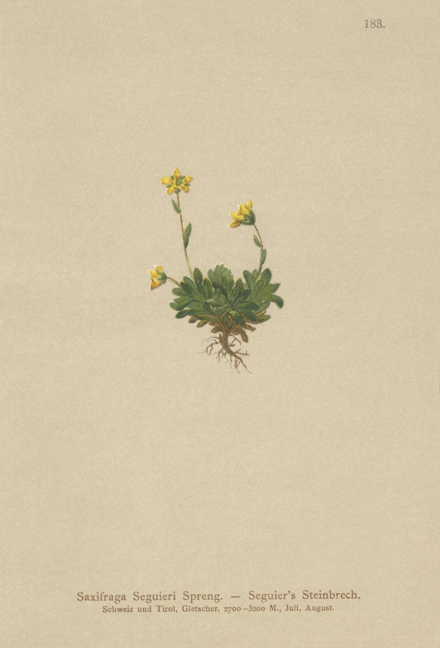 Seguieris Saxifrage (Saxifraga Seguieri) by German School