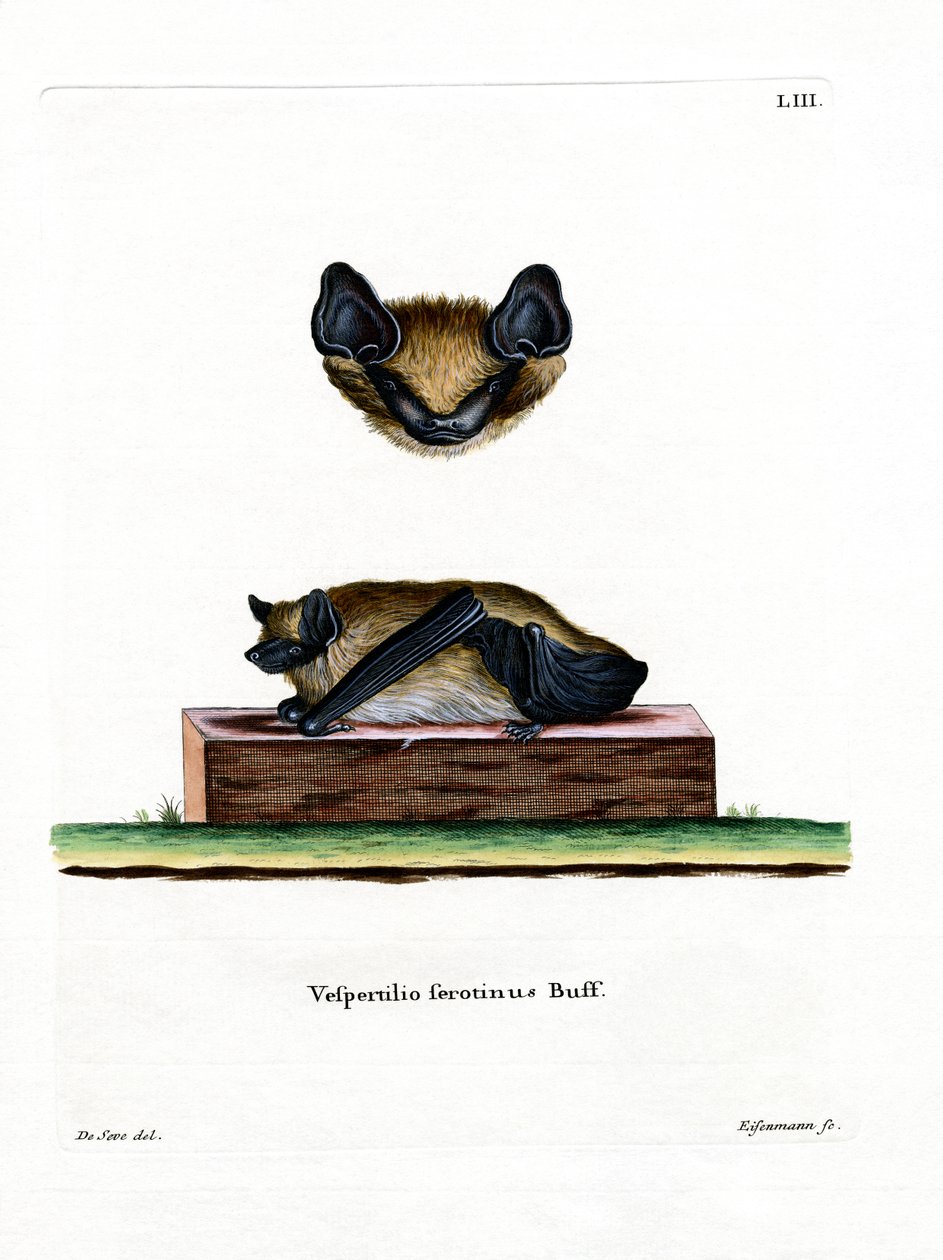 Serotine Bat (renkli gravür) by German School