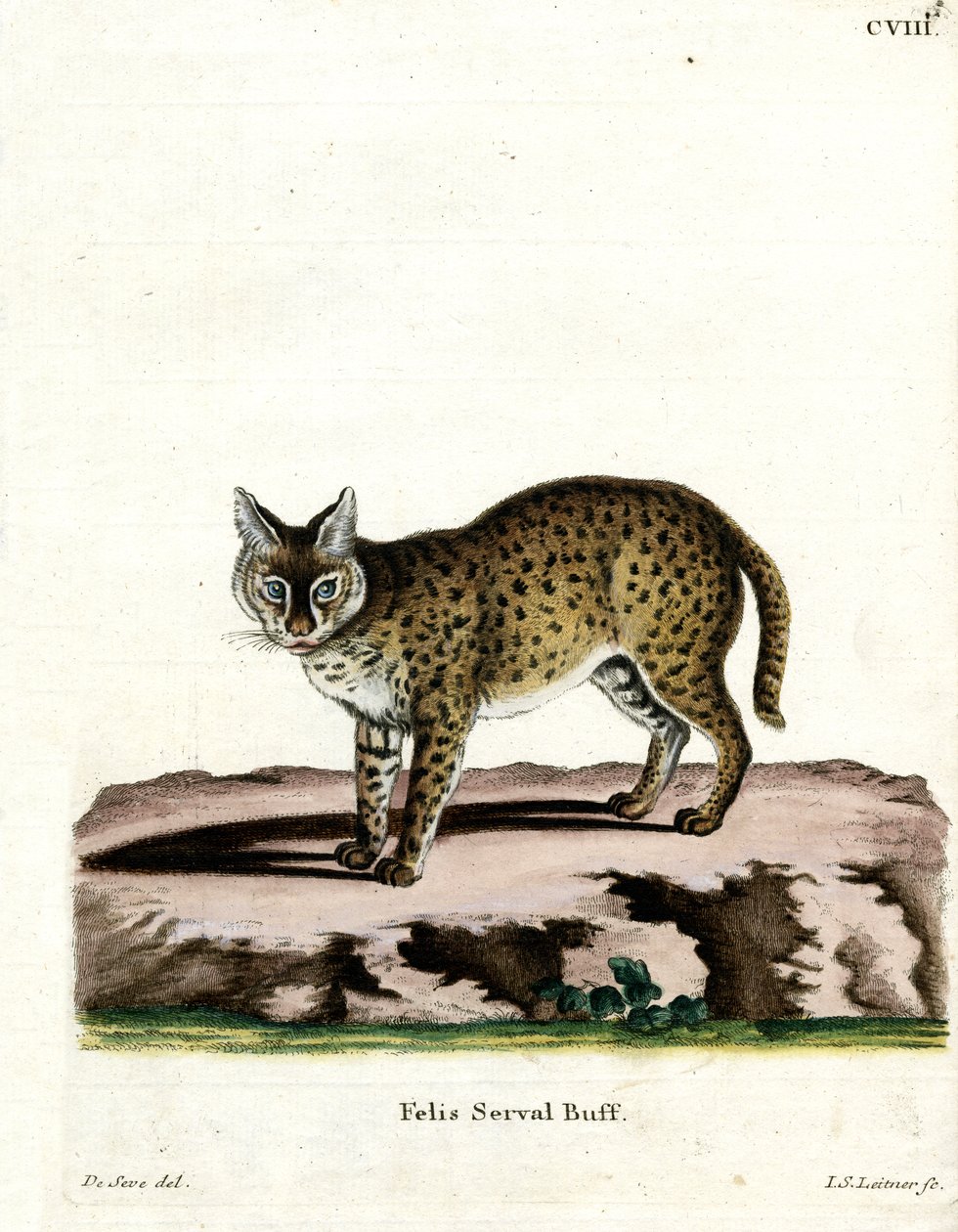 Serval (renkli gravür) by German School