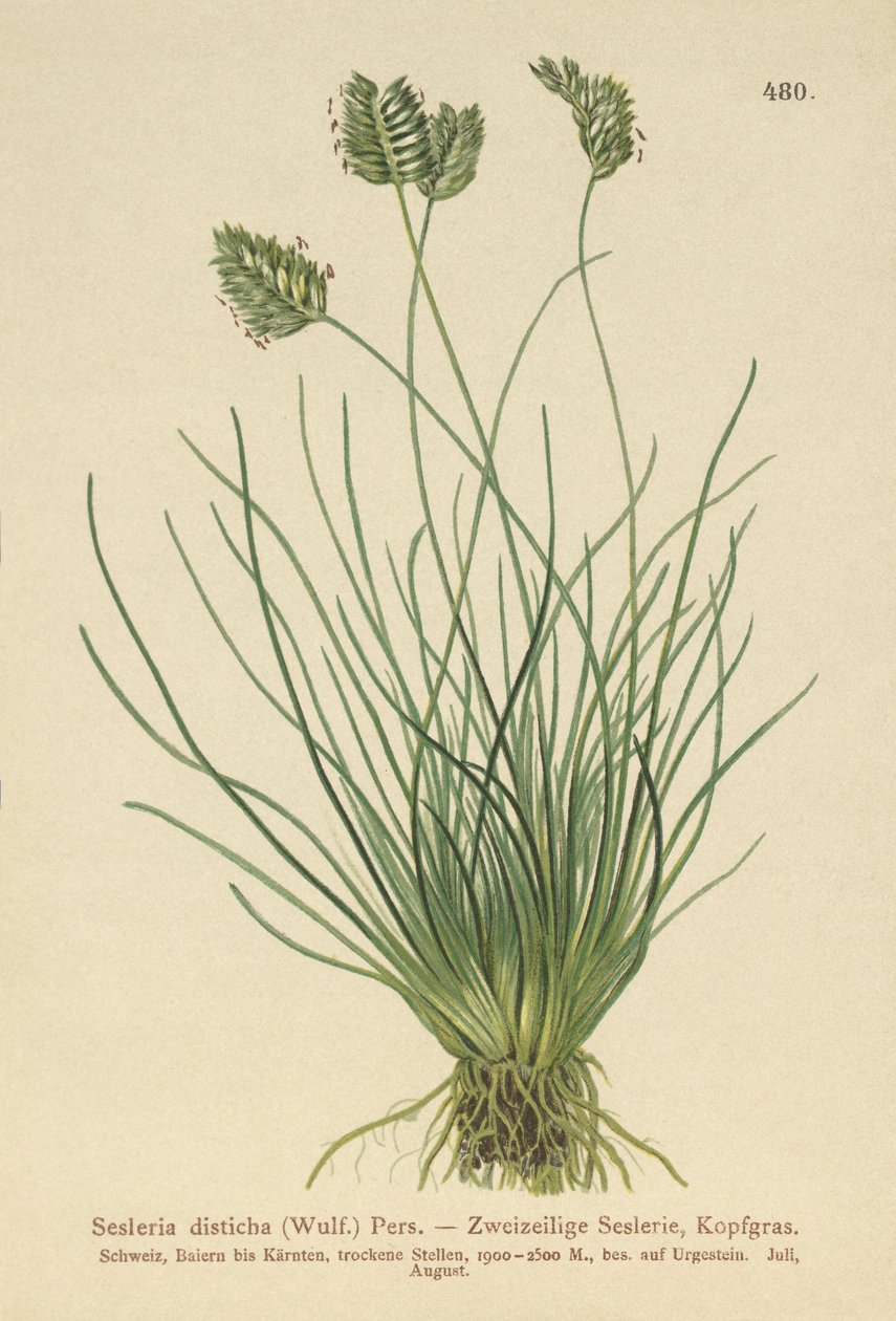 Sesleria (Sesleria disticha, Oreochloa disticha) by German School