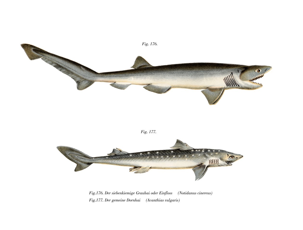 Sharpnose Sevengill Shark (renkli taş) by German School