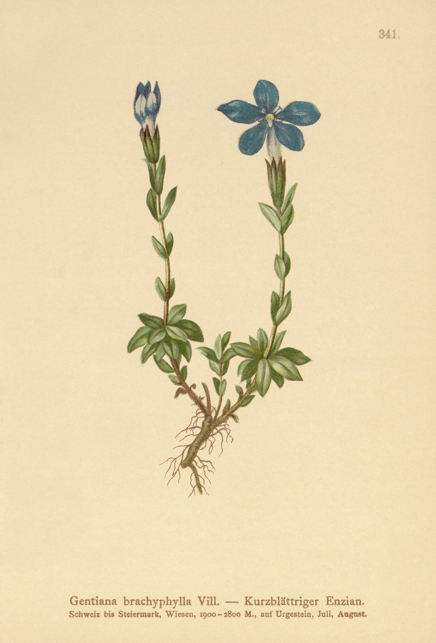 Kısa yapraklı Gentian (Gentiana brachyphylla) by German School