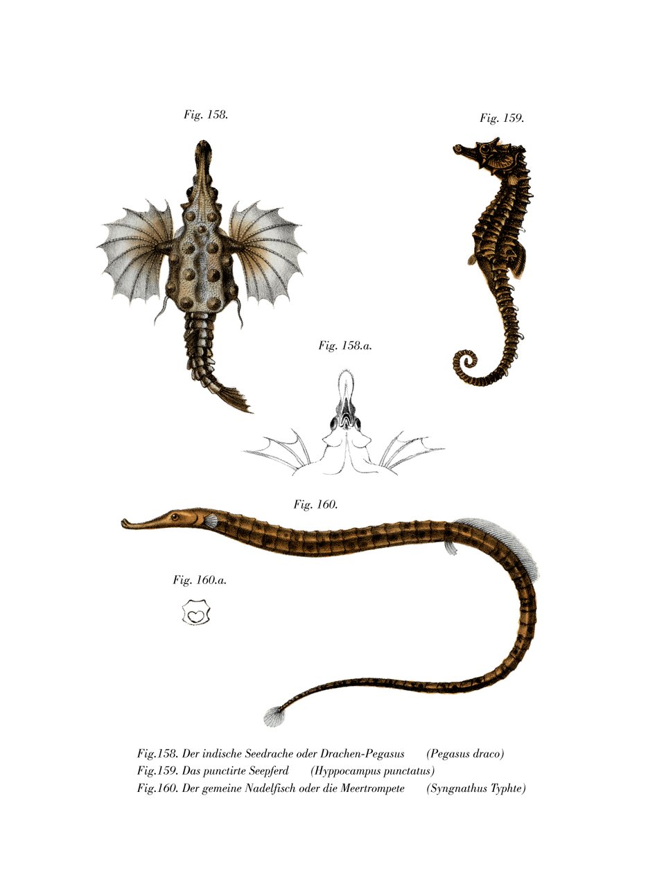 Kısa Dragonfish (renkli lito) by German School
