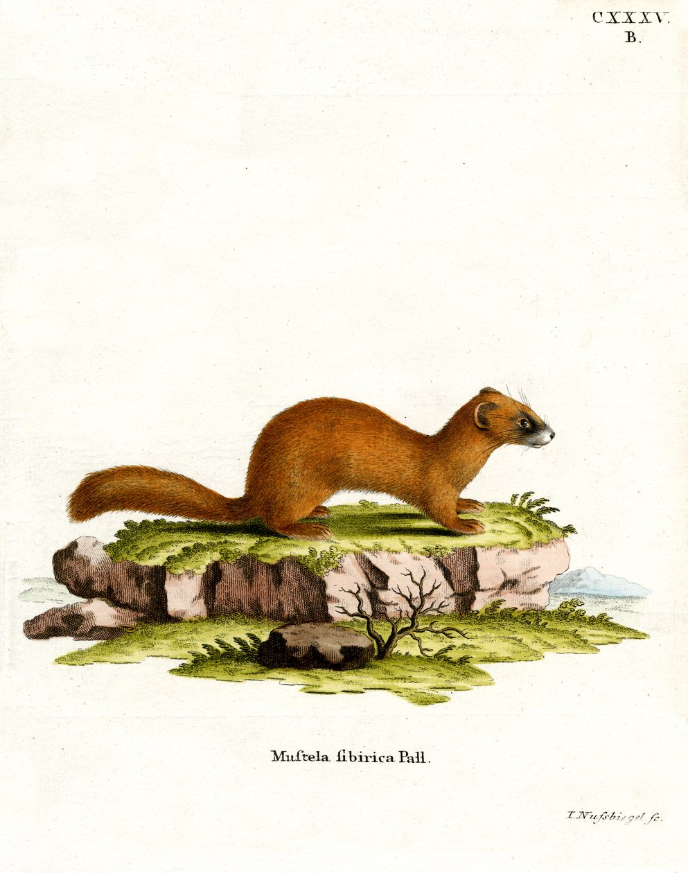 Sibirya Gelincik (renkli gravür) by German School