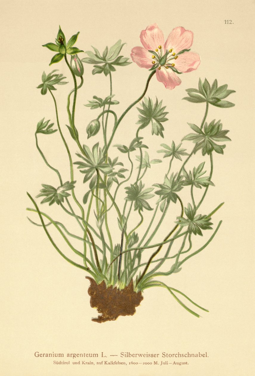 Simli Turna Bill (Sardunya argenteum) by German School