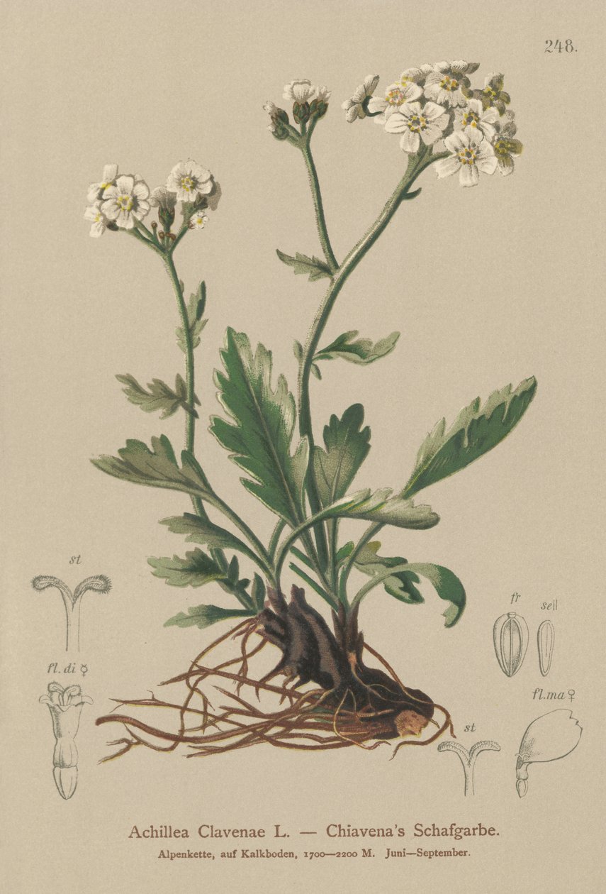 Simli Civanperçemi (Achillea Clavenae) by German School