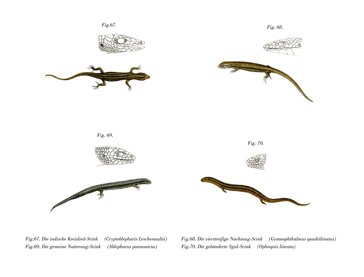 Skink (renkli lito) by German School