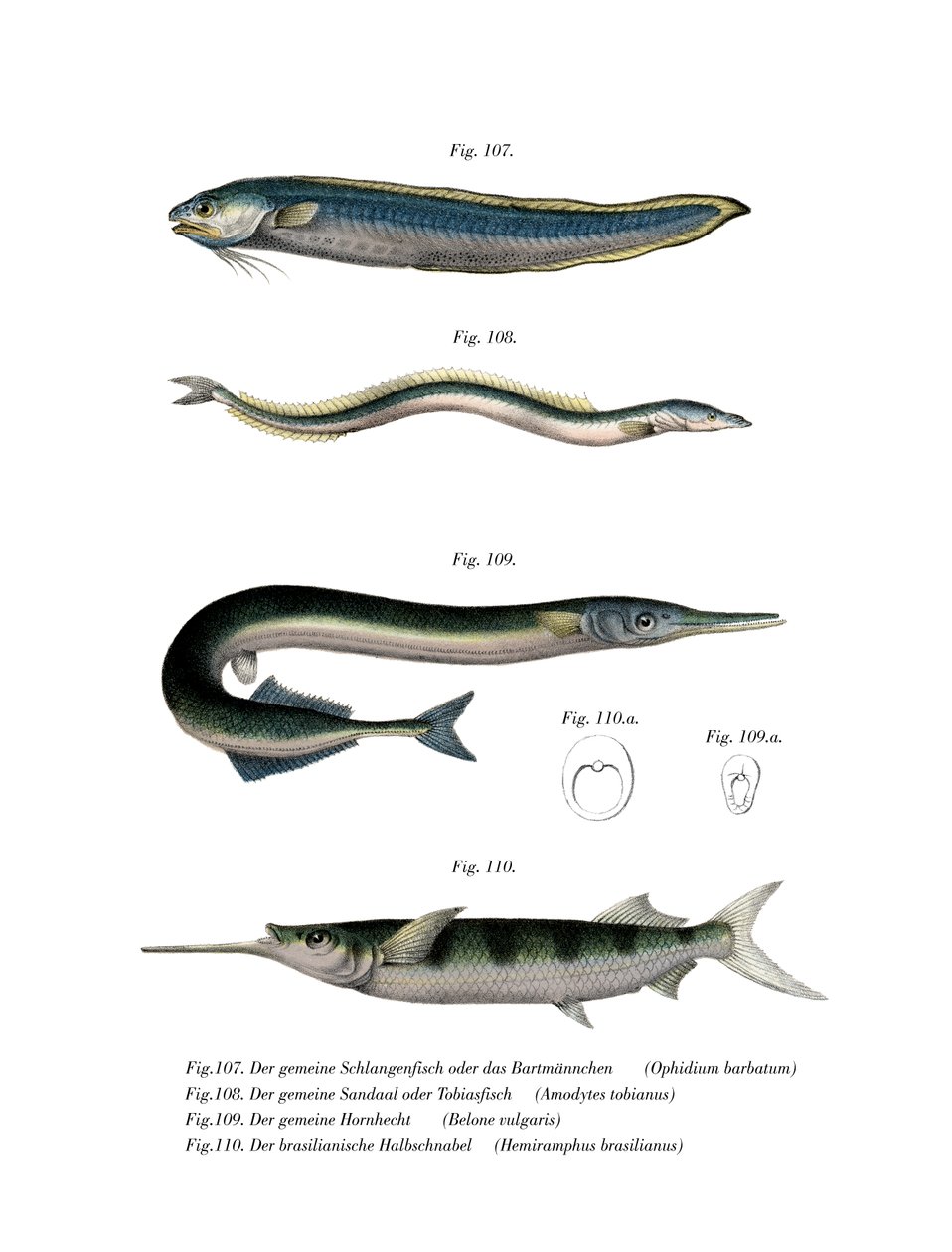 Yılan Blenny (renkli taş) by German School