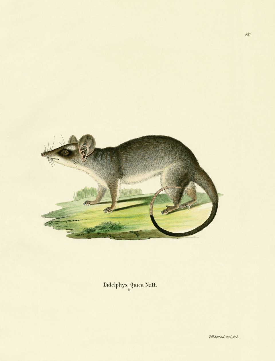 Güneydoğu Dört gözlü Opossum by German School