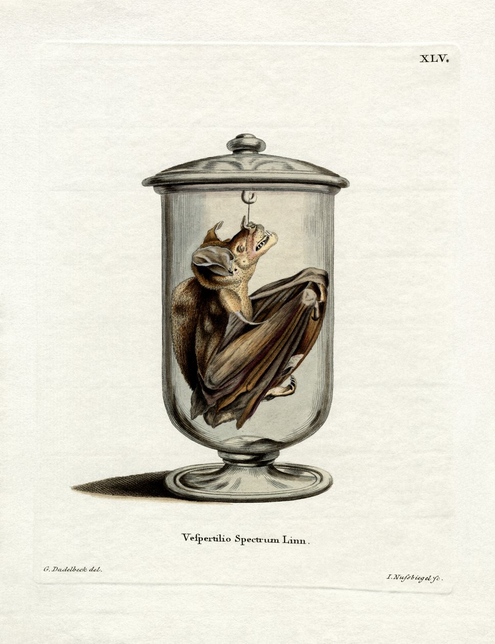 Spectral Bat (renkli gravür) by German School