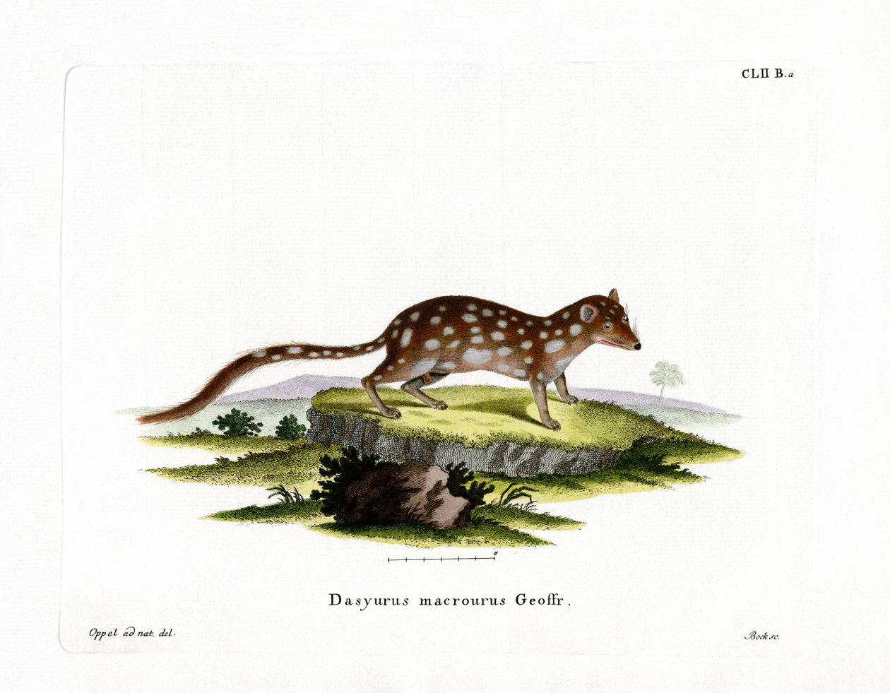 Benekli Quoll (renkli gravür) by German School