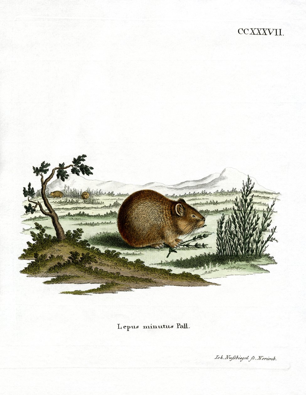 Bozkır Pika (renkli gravür) by German School
