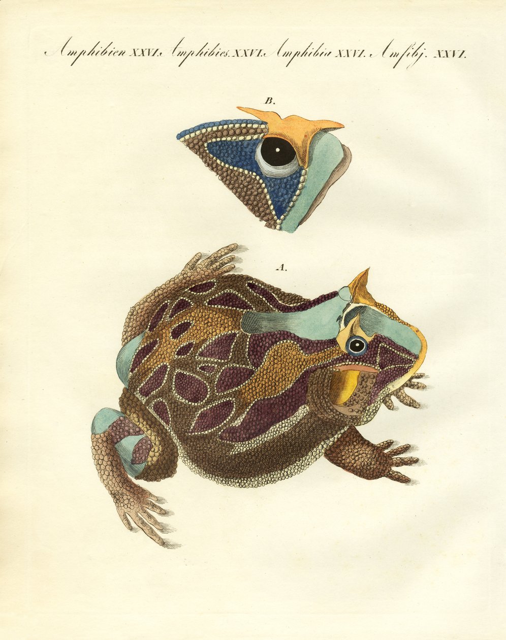 Garip amfibiler (renkli gravür) by German School
