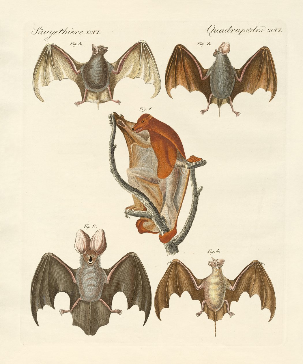 Garip chiroptera by German School