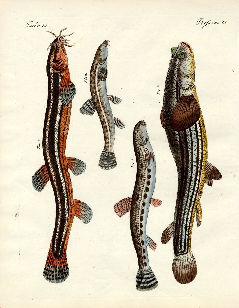 Garip balık (renkli gravür) by German School
