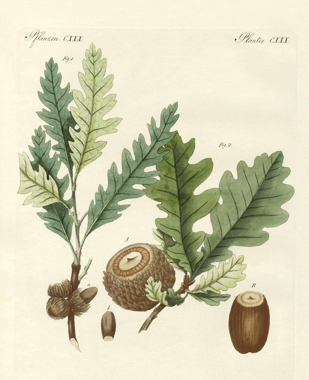Garip yabancı meşeler (renkli gravür) by German School