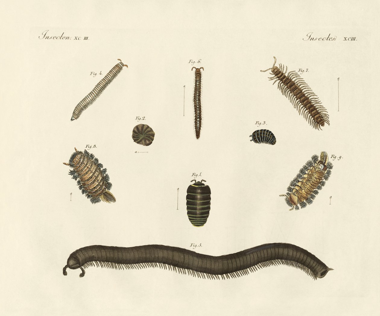 Garip böcekler (renkli gravür) by German School
