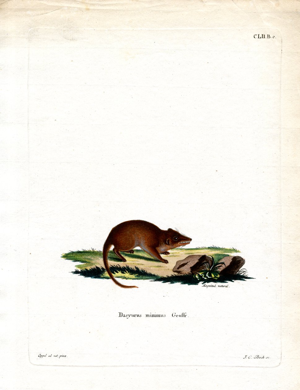 Bataklık Antechinus (renkli gravür) by German School