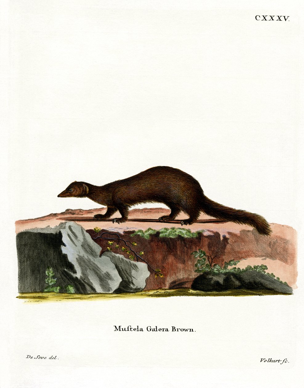 Tayra (renkli gravür) by German School