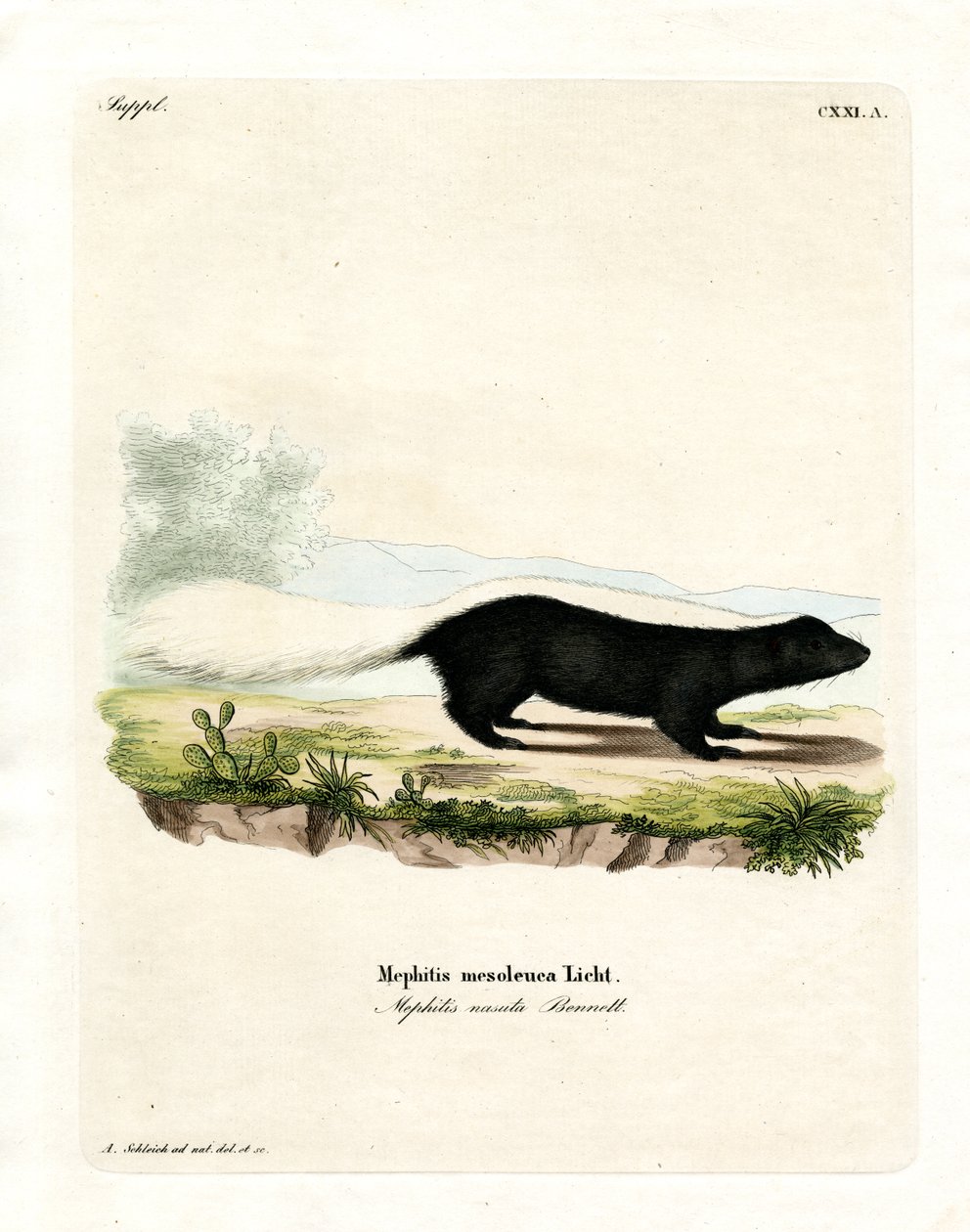 Teksaslı Skunk (renkli gravür) by German School