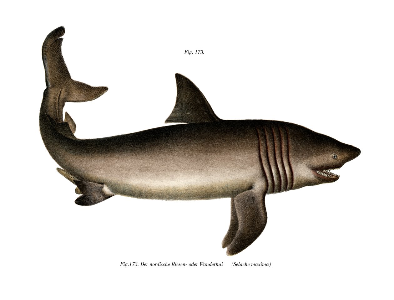 Basking Shark (renkli taş) by German School