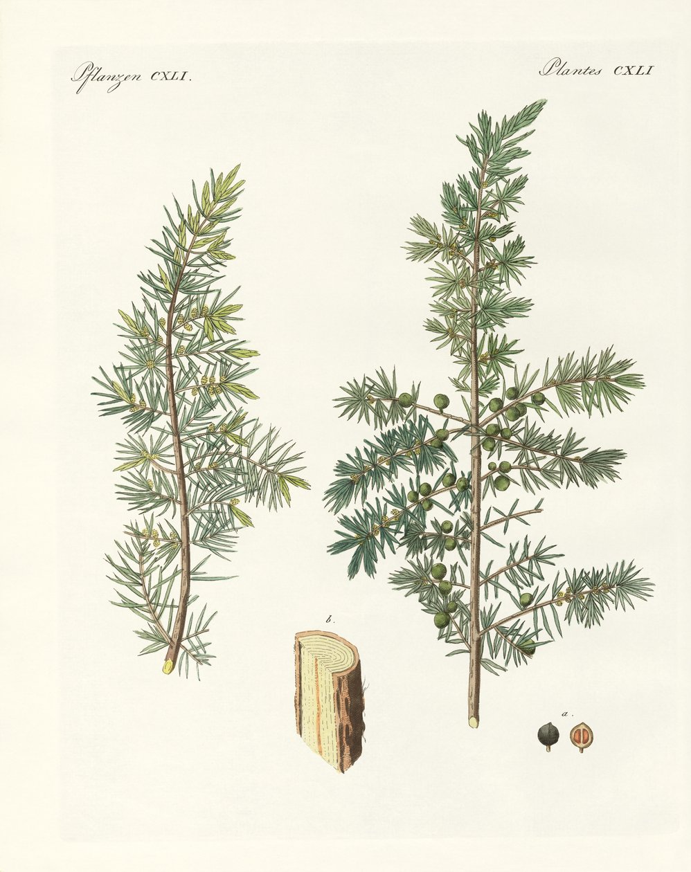 Ortak ardıç (renkli gravür) by German School