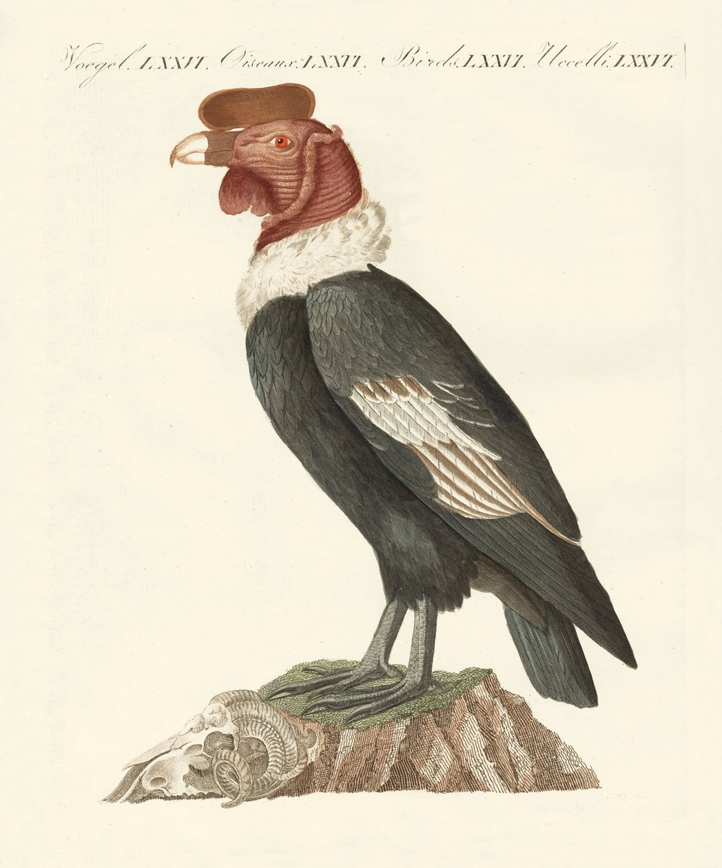 Condor (renkli gravür) by German School