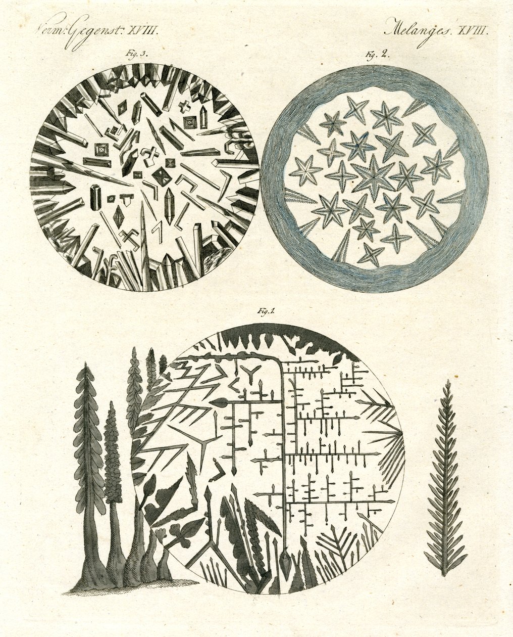 Ananas by German School