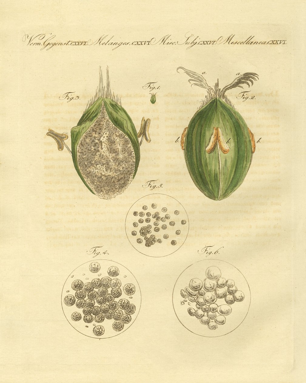 Buğdayın ustilaginomycotina (renkli gravür) by German School