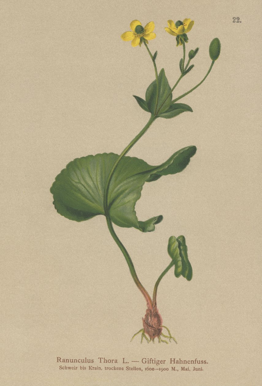 Thora Düğün Çiçeği (Ranunculus Thora) by German School