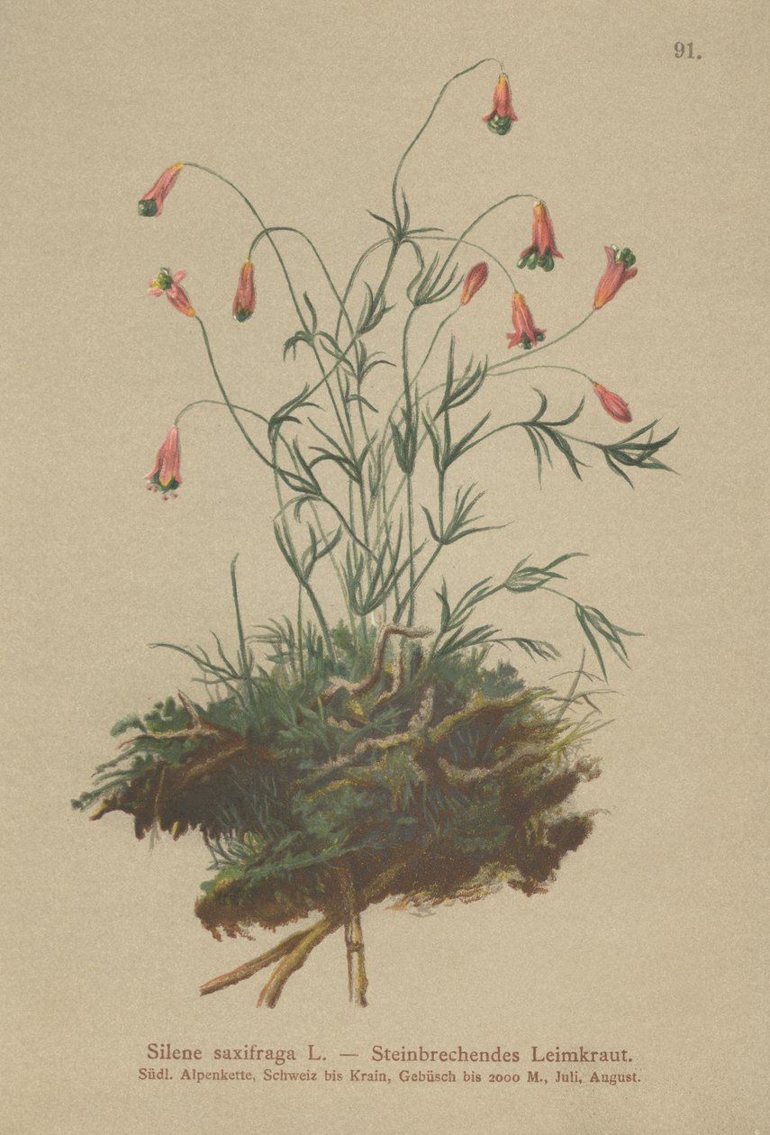 Püsküllü Catchfly (Silene saxifraga) by German School