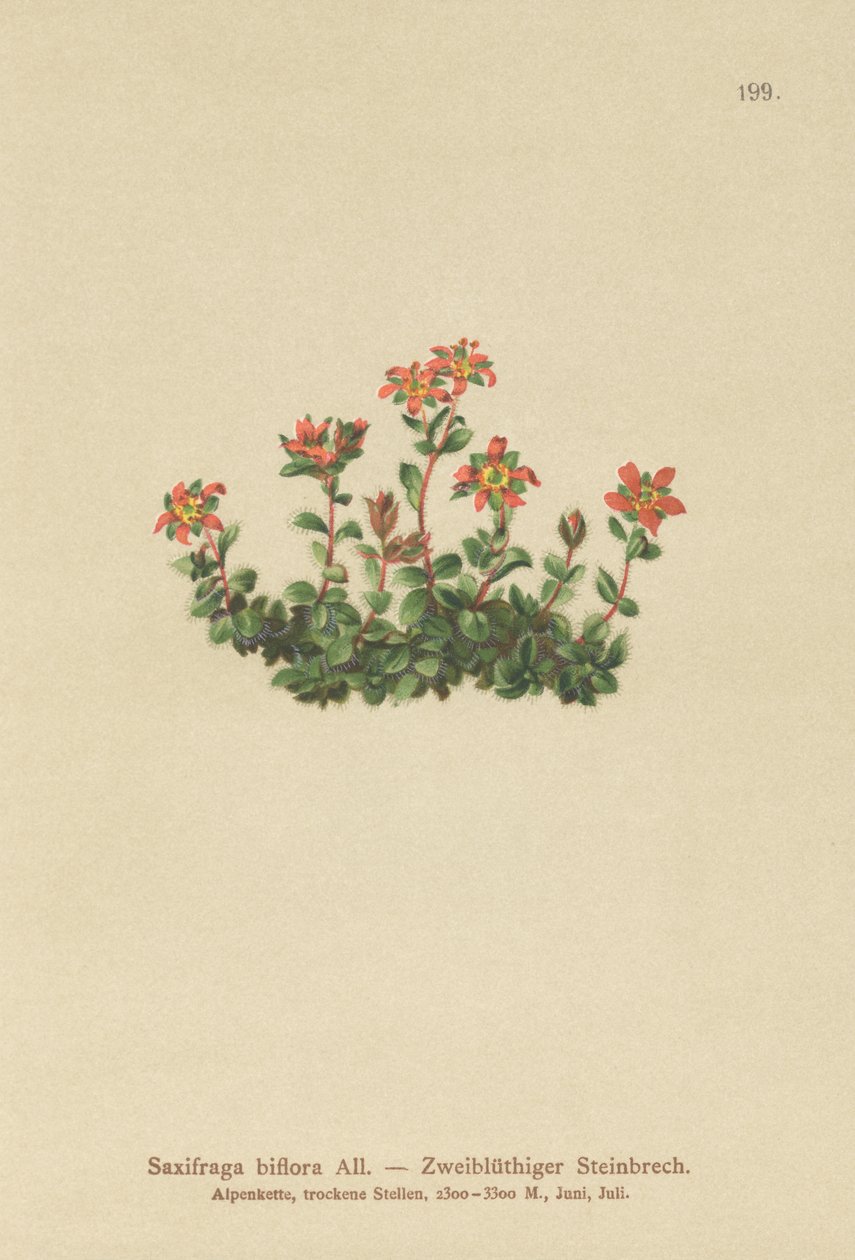 İki Çiçekli Saksafon (Saxifraga biflora) by German School