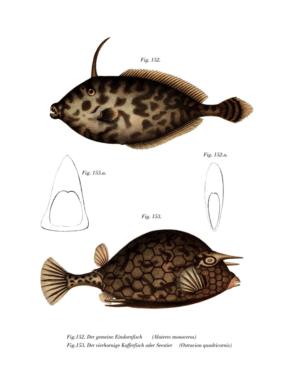 Unicorn Leatherjacket (renkli lito) by German School