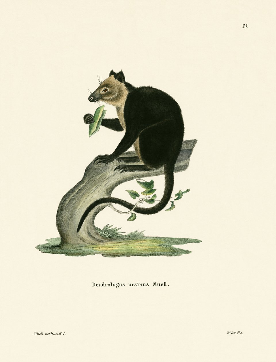 Ursine Ağacı Kanguru by German School
