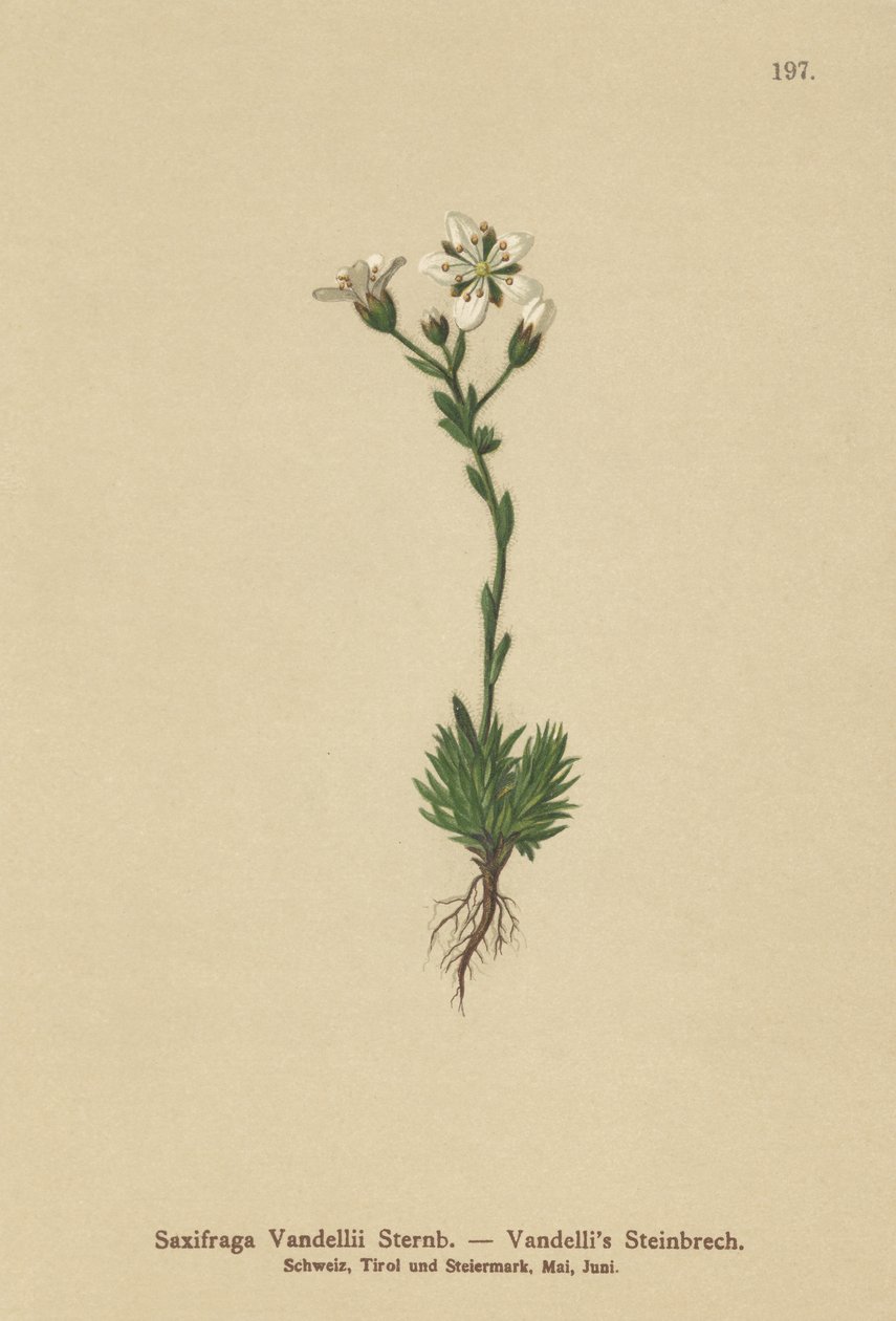 Vandellis Saxifrage (Saxifraga Vandellii) by German School