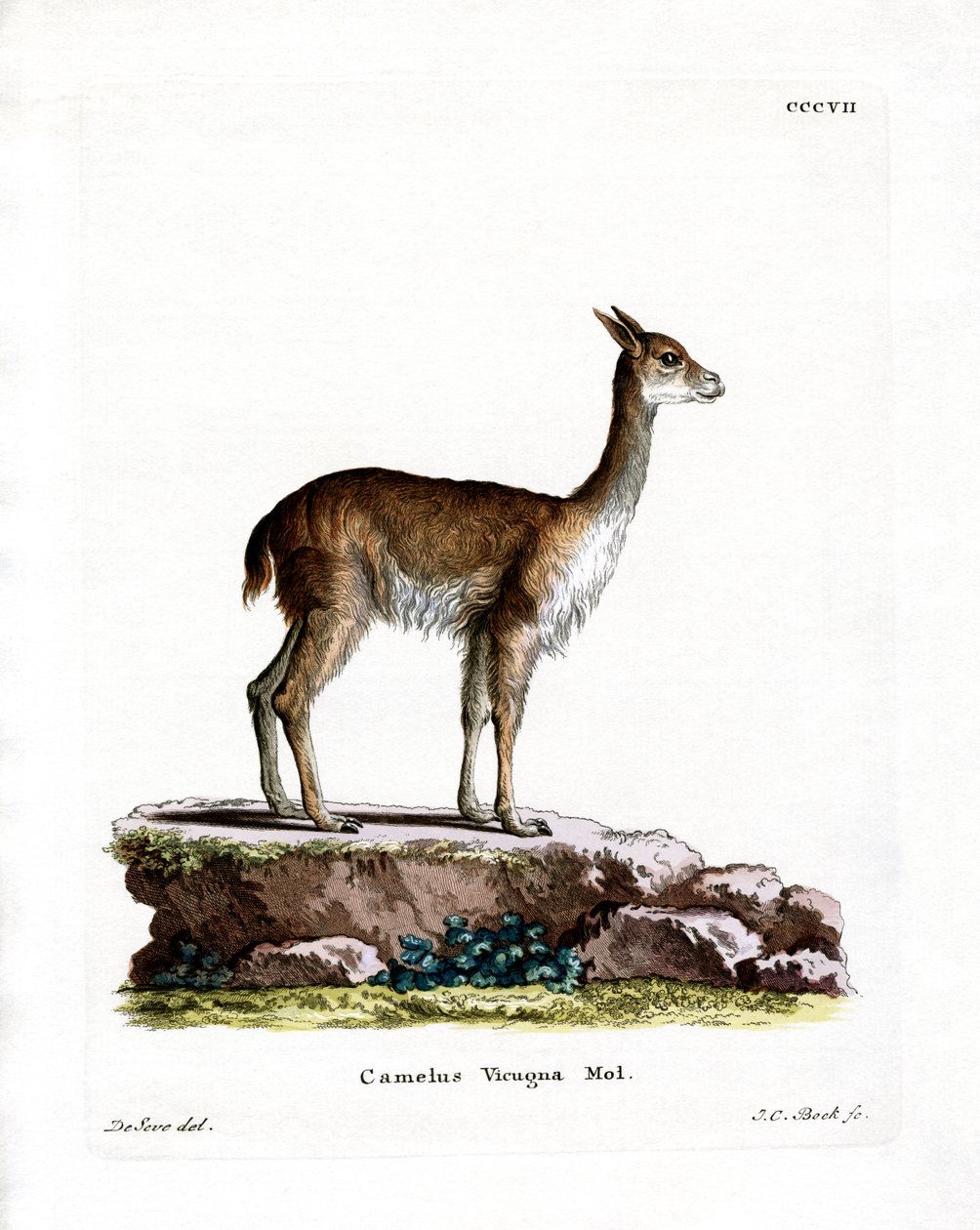 Vicugna (renkli gravür) by German School