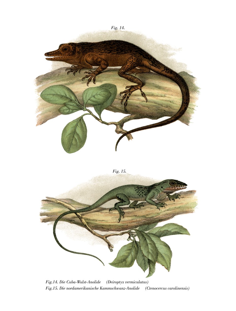 Vinales Anole (renkli taş) by German School