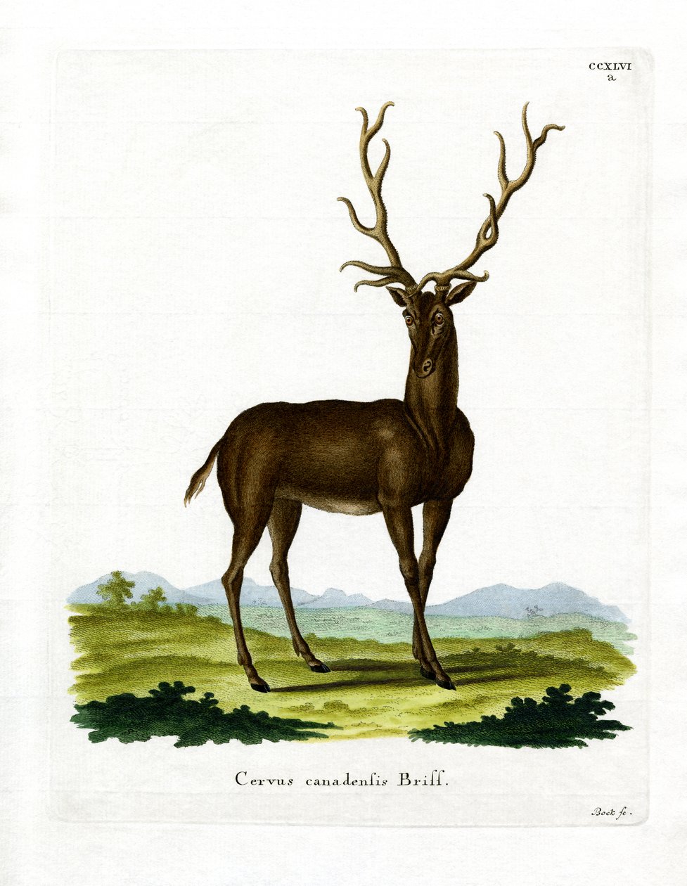 Wapiti (renkli gravür) by German School