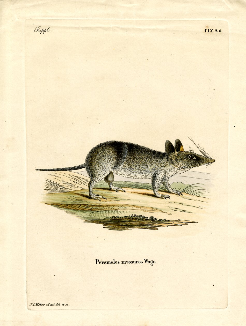 Batı Çubuklu Bandicoot (renkli gravür) by German School