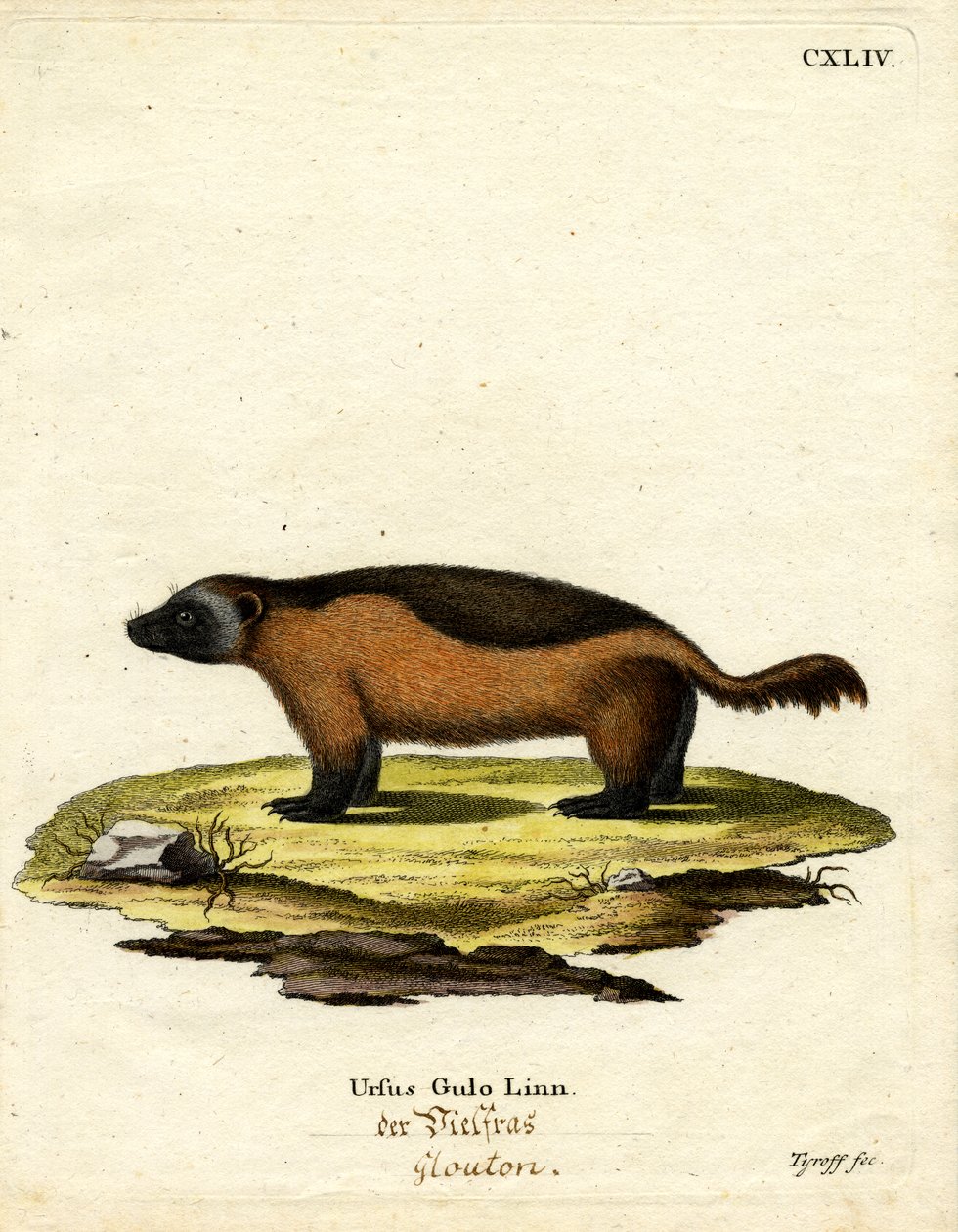 Wolverine (renkli gravür) by German School