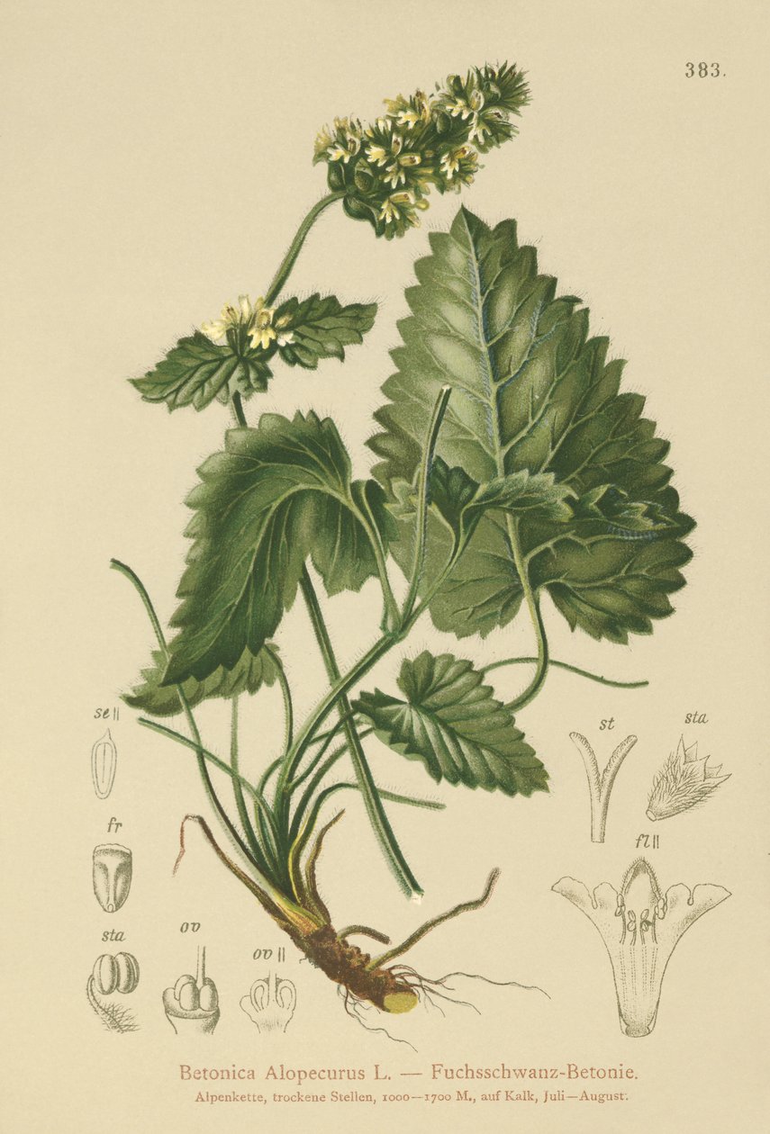 Sarı Betony (Betonica Alopecurus, Stachys alopecuros) by German School