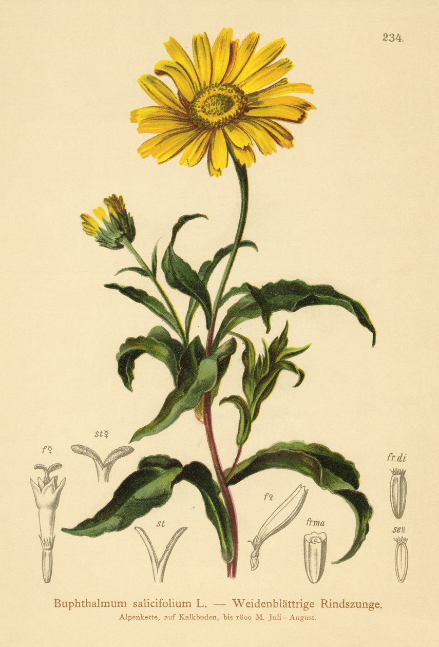 Sarı Öküz gözü (Buphthalmum salicifolium) by German School