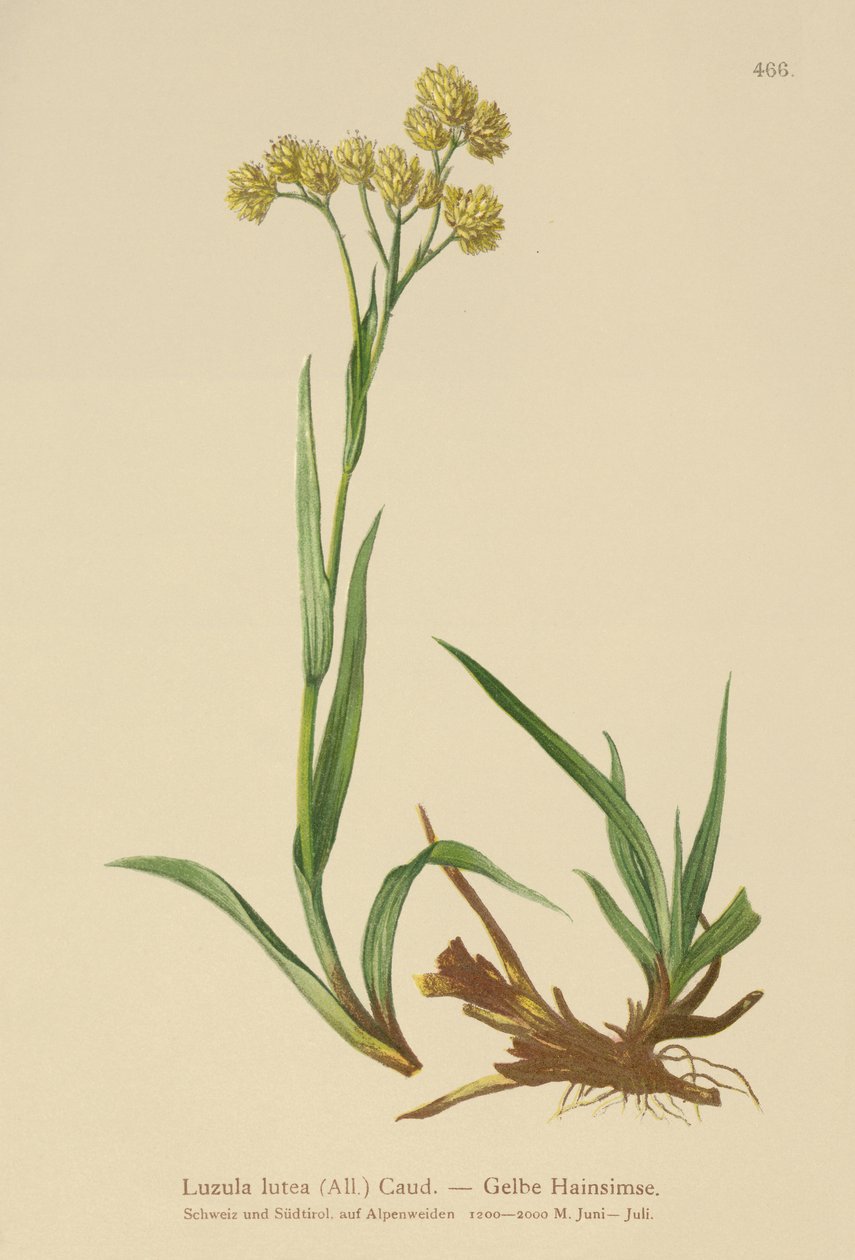 Sarı Tahta Hücumu (Luzula lutea) by German School