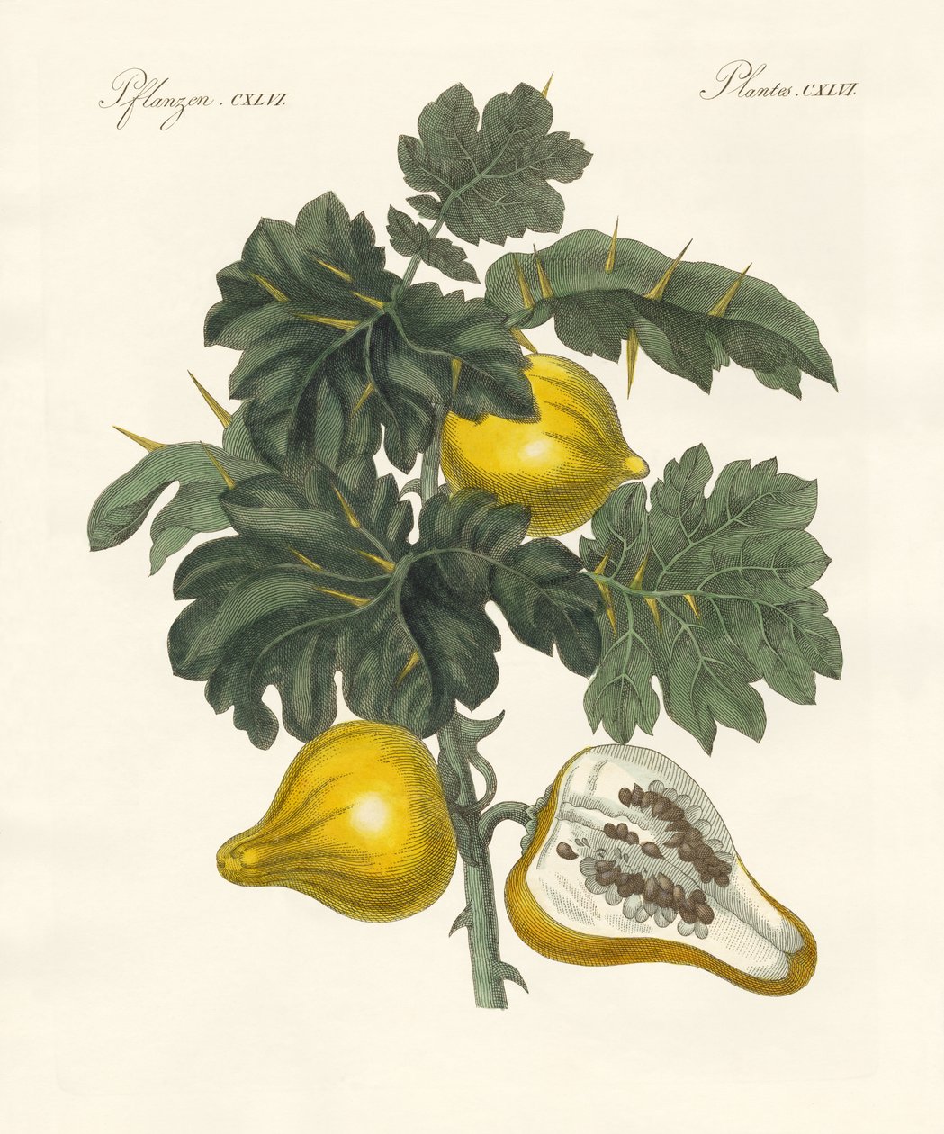 Nipelfruit (renkli gravür) by German School