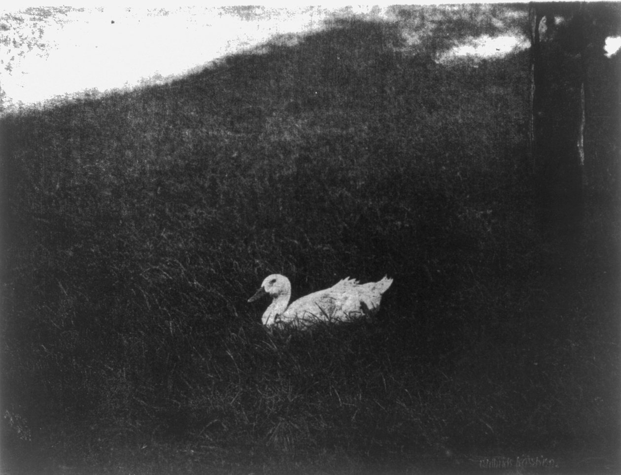 Gertrude Kasebier