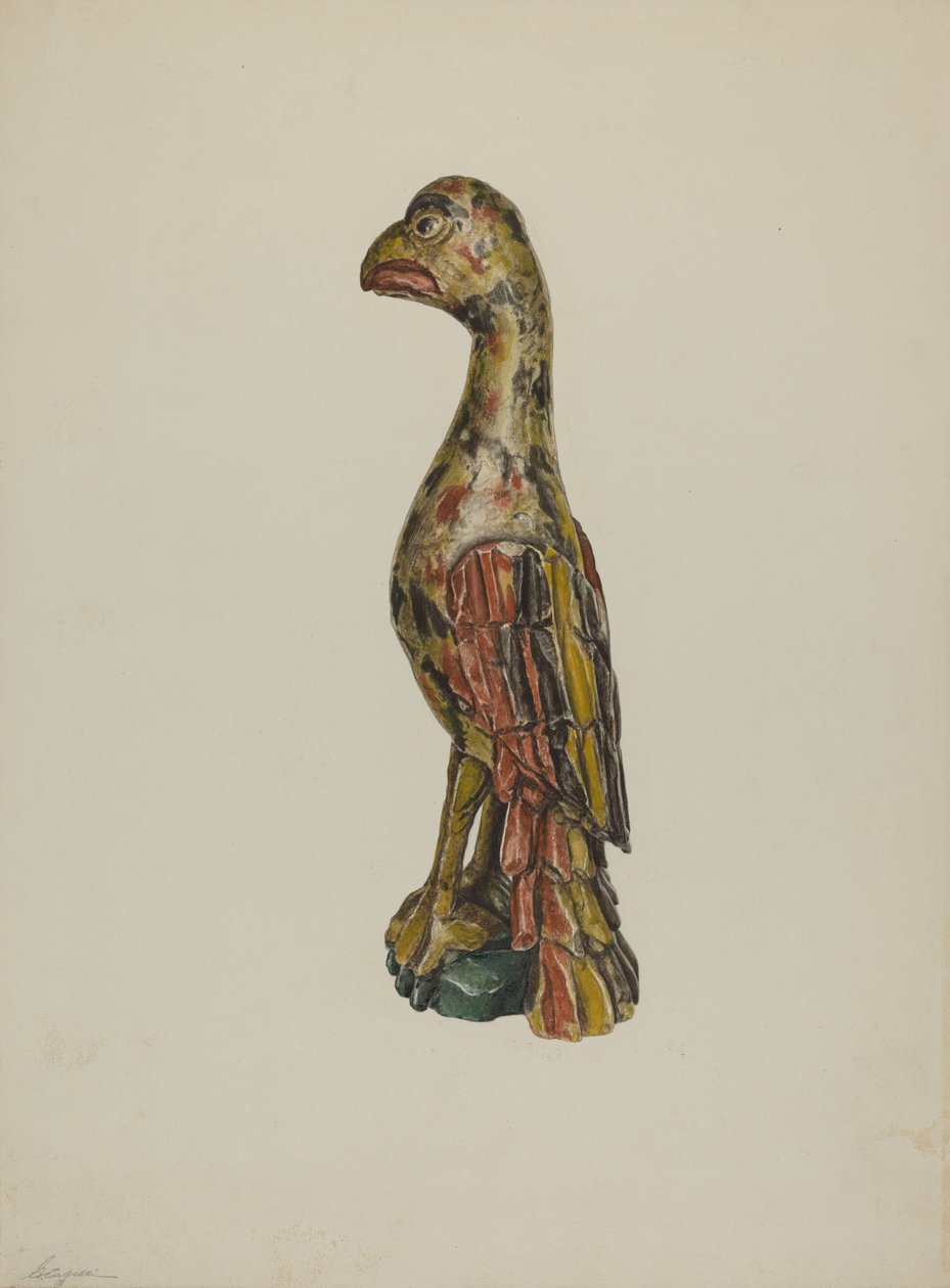 Pa. Alman Papağanı, c. 1939. by Giacinto Capelli
